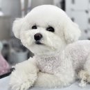 논산애견 이미지