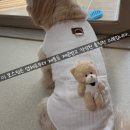 루비애견 | [루비바] 하네스형 강아지 겨울 패딩 조끼 | 곰돌이 주머니, 귀여운 애견 의류 착용후기