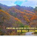 자작나무숲 가는 길 이미지