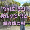용인 등나무꽃 명소 해병대슈퍼 🌿 지금이 딱 예쁜 숨은 포토스팟 실시간 개화율 99% (26년5월4일)