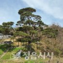 마을 보호수 이미지