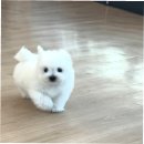 파주운정강아지분양 호야펫 | 강동구강아지분양, 퍼피에몽에서의 행복한 경험