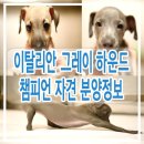 보성이탈리안그레이하운드 이미지