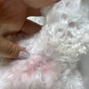 채움동물병원 | [부산 북구 동물 병원] 꼼꼼하고 친절한 진료, 24시 동물 병원 &#39;동행 동물 의료센터&#39;