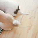 꼬리 흔드는 강아지 이미지