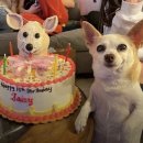 황도야지얼큰집 | [대구 북구] 경대근처 큐티뽀짝 그 자체 디저트 맛집💖💛”옐랑옐랑”🌼 후기!!