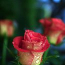 오월의여왕 이미지