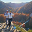 황금공중화장실 | 장태산 자연휴양림_메타세콰이어 숲 가을단풍 &#39;25.11.22(토)