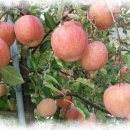 옥산농원 이미지