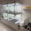 사천동부로 | 사천애견샵 퍼피스인