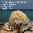 강릉 생활의 달인! 강릉빵다방 인절미 크림빵 후기