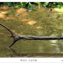 숲속의 옹달샘 이미지