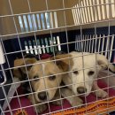 리치켄넬 이미지