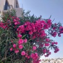 새평화세탁소 이미지