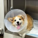 웰시코기 십자인대파열 수술 (+ TPLO 방법, 비용, 입원) 일산동물의료원