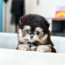 강아지분양 애견입양 아이러브독 수원점 말티푸미니비숑포메 이미지