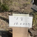 본욱농장 | 울산 간월재 멋진 억새 본 등산후기