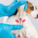 24시알파동물메디컬센터 이미지