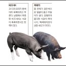 죽전 신세계 맛집 콘타이 카오카무 후기(ft.카다이프 새우튀김)