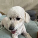 올데이독 이미지