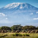 킬리만자로(Kilimanjaro)의 표범 이미지