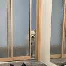 개울농장 | [홍천 애견동반 카페] 🍨담소원 :: 곰자랑 개울이랑 🥞🍵