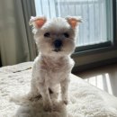 이쁘개 이동미용 이미지