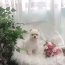 초원애견샵 이미지