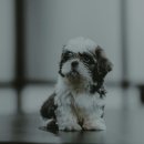 계양 동물 메디컬 센터 이미지