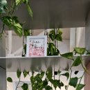 서예 & 캘리그라피 이미지