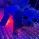 골드퍼피 애견유치원 이미지