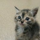 신석초교 이미지