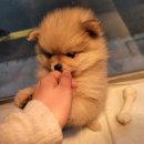 똥깡아지애견샵 이미지