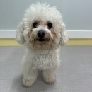 멍이네 하우스 이미지