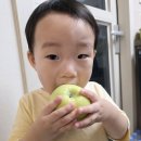 경북할인마트 | 경북 청송 고당도 사과 시나노골드 후기 | 쌍둥이맘의 찐 솔직 리뷰 (feat. 장단점 총정리)