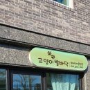 고양이발바닥 | 청주고양이미용 스트레스 없이 해주시는 고양이발바닥 다녀온 후기입니다