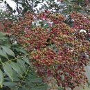 영농조합법인  우보 이미지