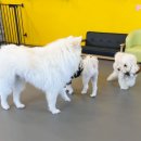 멜리애견유치원 이미지