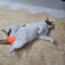 팔자좋는 삼냥매🐱