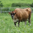 우유 아이스크림 만들기 이미지