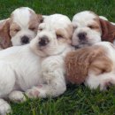 예쁜강아지 이미지