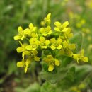 꽃다지 앞 이미지