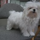 똥강아지 애견샵 이미지