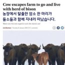 암소농장 이미지