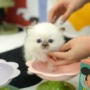 고양이라서 행복해 이미지