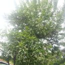 미국 귀룽나무(세로티나 벚나무) 이미지