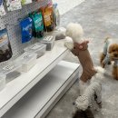 용인 애견용품샵 - <b>비커밍</b><b>스튜디오</b>