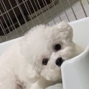 슬기로운 동물병원 이미지
