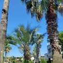 치앙마이 스파앤풀빌라 | [제주도풀빌라] 성산일출봉, 우도, 지미오름을 품은 제주 힐링 스테이 _ 치앙마이스파앤풀빌라