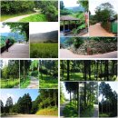 12월30일 (토) ＜송년특별도보＞ '한국의 아름다운 길 100선' 장성 편백 치유의숲 이미지